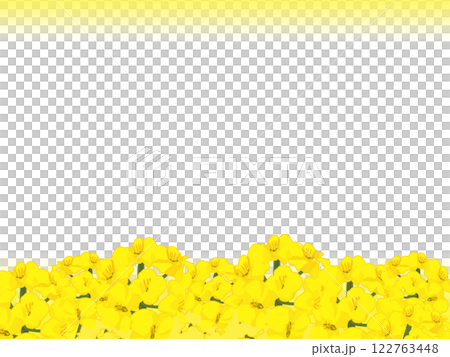 シンプルかわいい菜の花畑の背景2 シンプルかわいい菜の花畑の背景2 122763448