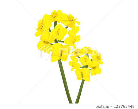 シンプルな菜の花のイラストカット シンプルな菜の花のイラストカット 122763449