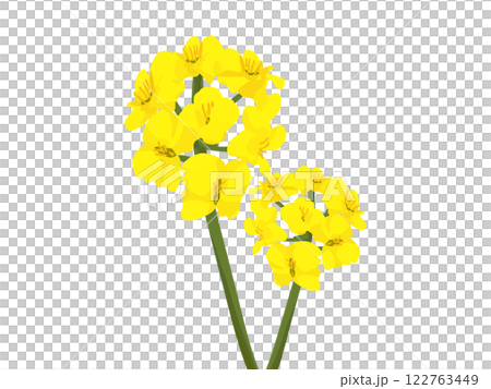 シンプルな菜の花のイラストカット シンプルな菜の花のイラストカット 122763449