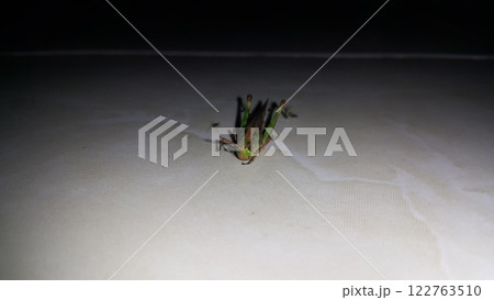 Photo of brown and green grasshopper. Photo of brown and green grasshopper. 122763510