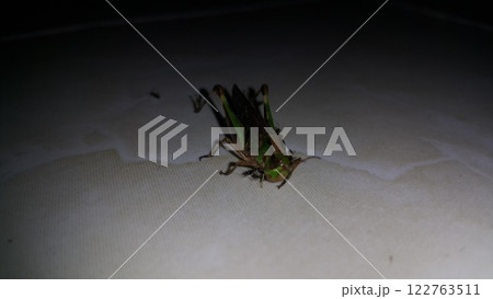 Photo of brown and green grasshopper. Photo of brown and green grasshopper. 122763511