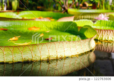 Close-up Victora Regia Amazonica giant water lily pads glow green yellow petals rippling lake surface. Natural waterlily patterns lush wetland environment exotic tropical serenity in tropical pond 122763606