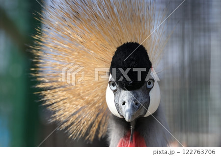 見つめるホオジロカンムリヅル 122763706