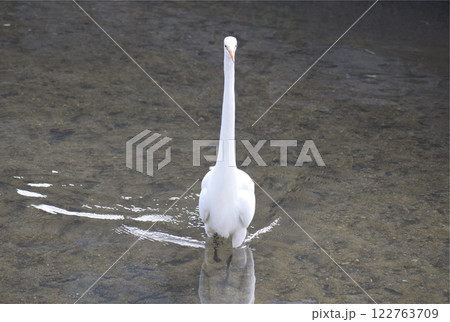 首を伸ばしたダイサギ 首を伸ばしたダイサギ 122763709