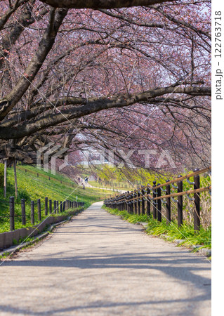 The beauty of cherry blossoms at Gongendo Tsutsumi in the end of March 2017, Saitama, Japan 122763718