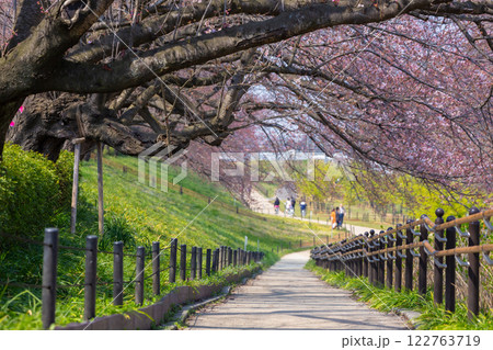 The beauty of cherry blossoms at Gongendo Tsutsumi in the end of March 2017, Saitama, Japan 122763719