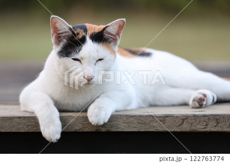 Close up cat is sit down and cute in garden 122763774