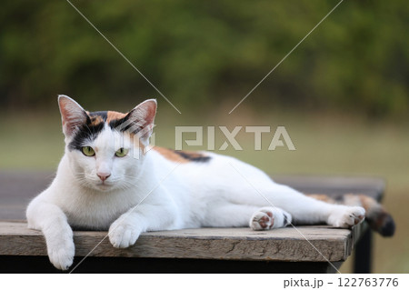 Close up cat is sit down and cute in garden 122763776