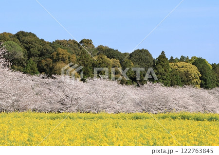 桜と菜の花畑 122763845