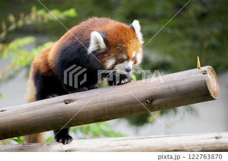 りんごを狙うレッサーパンダ りんごを狙うレッサーパンダ 122763870