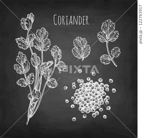 Coriander and cilantro chalk sketch Coriander and cilantro chalk sketch 122763917