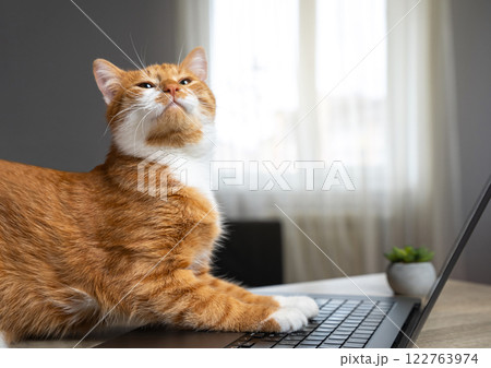 Proud ginger cat sits at a laptop. Remote work from home concept. Online learning, social networks and blogs. Online shopping. Freelancing. Cozy home offices. Proud ginger cat sits at a laptop. Remote work from home concept. Online learning, social networks and blogs. Online shopping. Freelancing. Cozy home offices. 122763974