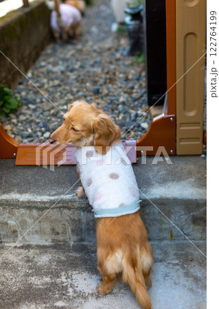 公園で散歩をするダックスフンド 122764199