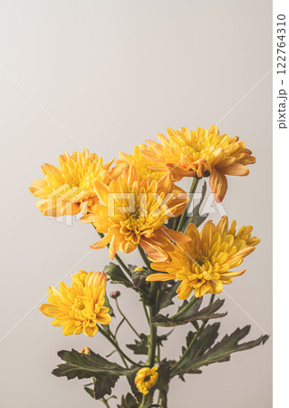 菊の花 菊の花 122764310