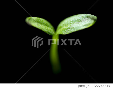 Young green seedlings Young green seedlings 122764845