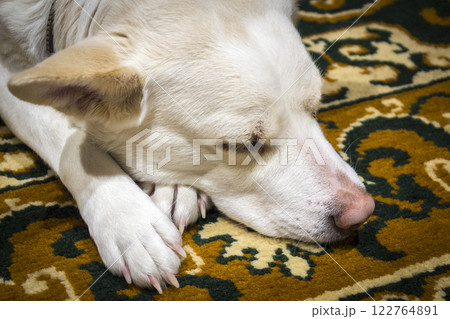 Dog sleeping on the carpet Dog sleeping on the carpet 122764891