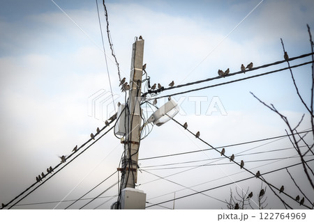 Birds on the wires 122764969