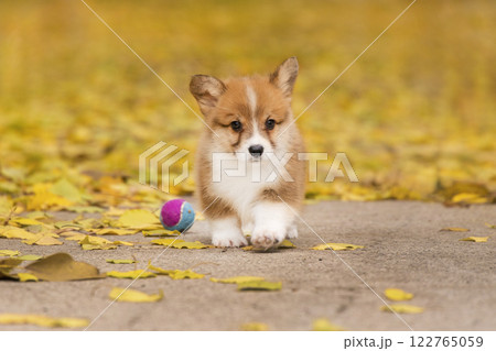 Red welsh corgi pembroke puppy runs in a golden autumn park with fallen leaves 122765059