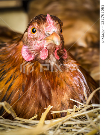 Chicken at roost Chicken at roost 122765065