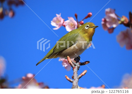 メジロと安行さくら 122765116