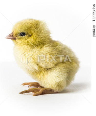 Little yellow chick Little yellow chick 122765150