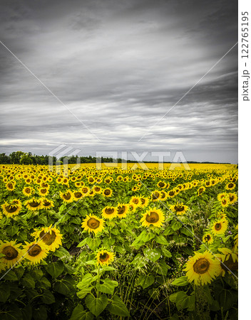 Field of sunflowers Field of sunflowers 122765195