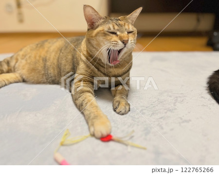 あくびしながらオモチャで遊ぶ茶キジ猫 122765266