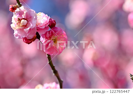 春の訪れを告げる梅の花 春の訪れを告げる梅の花 122765447