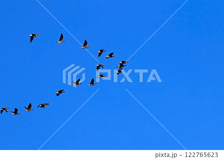 Flock of birds flying in formation. Flock of birds flying in formation. 122765623