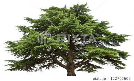 big tree isolated on white background 122765669