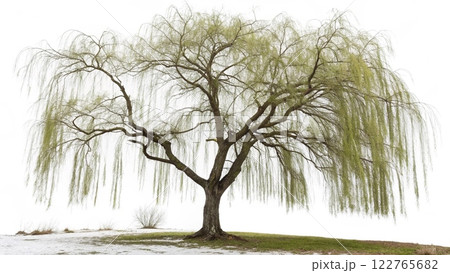 big tree on the beach 122765682