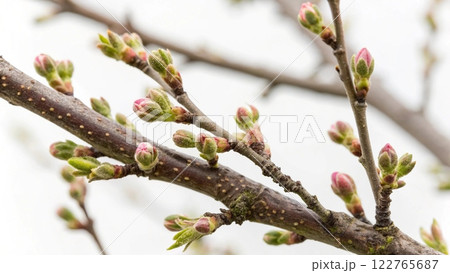 plum blossom in spring plum blossom in spring 122765687