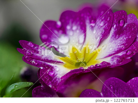 雨に濡れたピンクの花 122765713