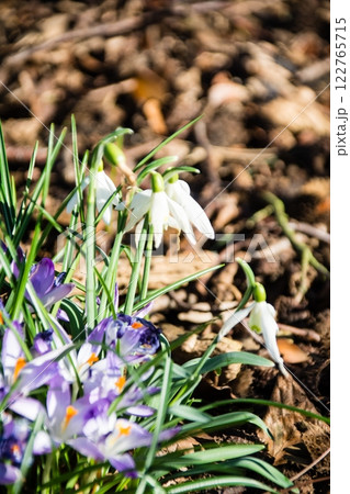 明るい日差しの下の小さい白い花のスノードロップとクロッカス　ロンドン郊外のキューガーデンにて 122765715