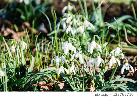 明るい日差しの下の小さい白い花のスノードロップ　ロンドン郊外のキューガーデンにて 122765716