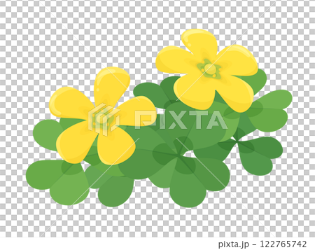 Illustration of two oxalis flowers blooming 122765742