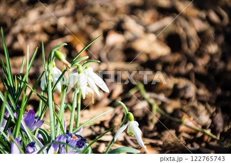 明るい日差しの下の小さい白い花のスノードロップとクロッカス　ロンドン郊外のキューガーデンにて 122765743