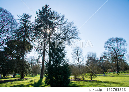 春先のまぶしい日差しの下のまだ葉の出ていない木々　ロンドン郊外のキューガーデンにて 122765828