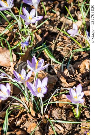 春先の明るい日差しの下の満開の薄紫のクロッカス　ロンドン郊外のキューガーデンにて 122765830