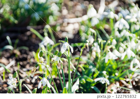 明るい日差しの下の小さい白い花のスノードロップ　ロンドン郊外のキューガーデンにて 122765832