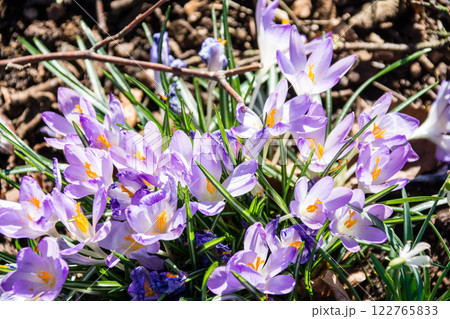 春先の明るい日差しの下の満開の薄紫のクロッカス　ロンドン郊外のキューガーデンにて 122765833