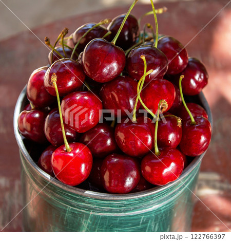 Fresh cherries straight from the garden, in green dishes, a healthy eating concept 122766397