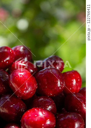 A bunch of red cherries are sitting on a green background 122766411