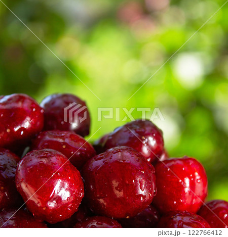 A bunch of red cherries are sitting on a green background A bunch of red cherries are sitting on a green background 122766412