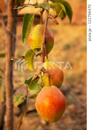 Pears hanging on a branch in the garden before the onset of autumn, a natural organic product 122766470