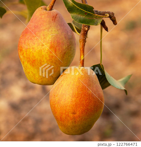 Pears hanging on a branch in the garden before the onset of autumn, a natural organic product 122766471