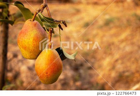 Pears hanging on a branch in the garden before the onset of autumn, a natural organic product Pears hanging on a branch in the garden before the onset of autumn, a natural organic product 122766473