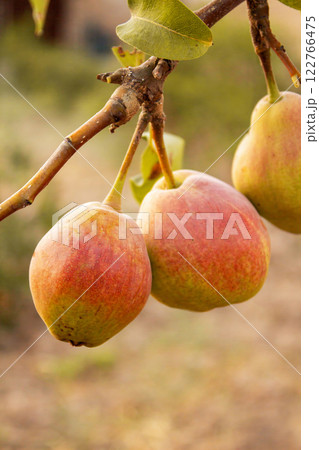 Pears hanging on a branch in the garden before the onset of autumn, a natural organic product 122766475