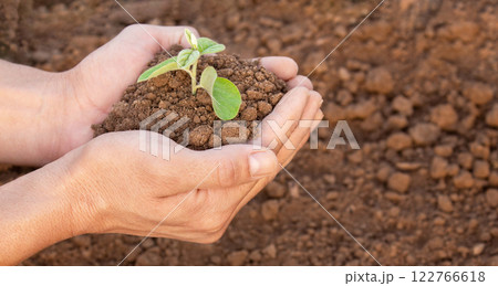 Fried potatoes with spices in a rustic way with a crispy crust 122766618