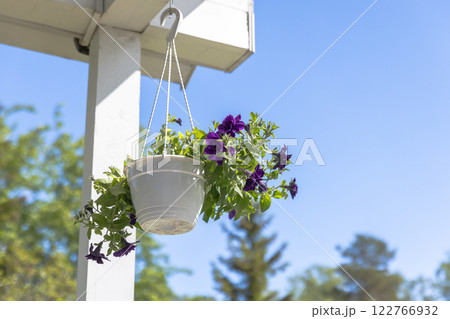 Petunia flowers grow in white pot hanging under blue sky Petunia flowers grow in white pot hanging under blue sky 122766932
